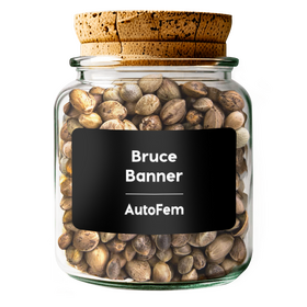 Bruce Banner AutoFem