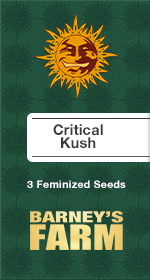 Critical Kush Fem