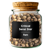 CRITICAL SENSI STAR Fem