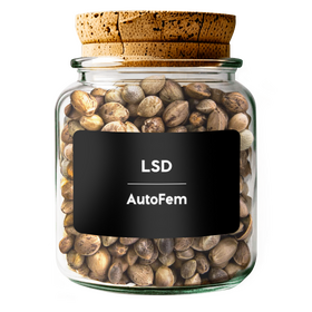 Lsd AutoFem