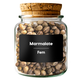 MARMALATE Fem