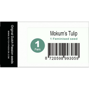 Mokum`s Tulip Fem